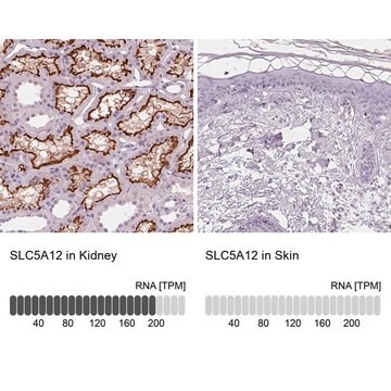 Anti-SLC5A12 antibody produced in rabbit Prestige Antibodies&#174; Powered by Atlas Antibodies, affinity isolated antibody, buffered aqueous glycerol solution