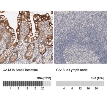 Anti-CA13 antibody produced in rabbit Prestige Antibodies&#174; Powered by Atlas Antibodies, affinity isolated antibody, buffered aqueous glycerol solution