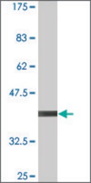 Monoclonal Anti-RNF182, (N-terminal) antibody produced in mouse clone 2D8, purified immunoglobulin, buffered aqueous solution