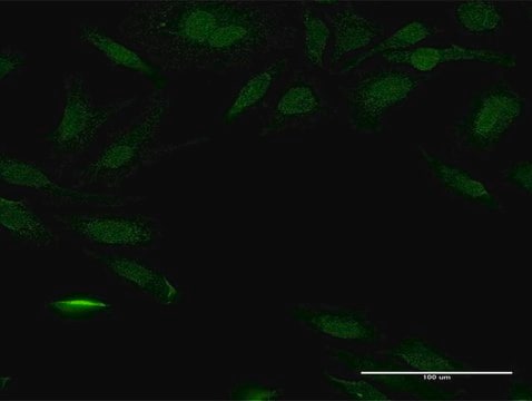 Anti-PEX14 antibody produced in mouse purified immunoglobulin, buffered aqueous solution