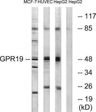 Anti-GPR19 antibody produced in rabbit affinity isolated antibody