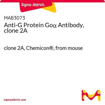 Anticorps anti-protéine&nbsp;G Go&#945;, clone&nbsp;2A clone 2A, Chemicon&#174;, from mouse