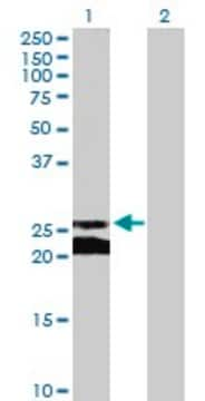 Anti-GJB5 antibody produced in mouse purified immunoglobulin, buffered aqueous solution