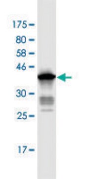 Monoclonal Anti-ANAPC2, (C-terminal) antibody produced in mouse clone 7F2, purified immunoglobulin, buffered aqueous solution