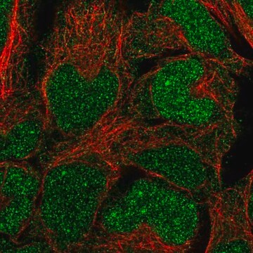 Anti-BCCIP antibody produced in rabbit Prestige Antibodies&#174; Powered by Atlas Antibodies, affinity isolated antibody