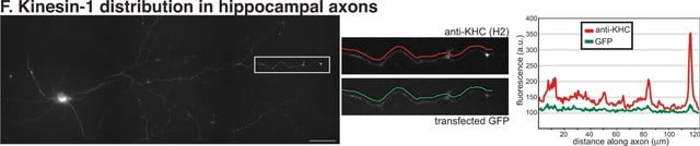 Anti-Kinesin Antibody, heavy chain, a.a.420-445, clone H2 clone H2, Chemicon&#174;, from mouse