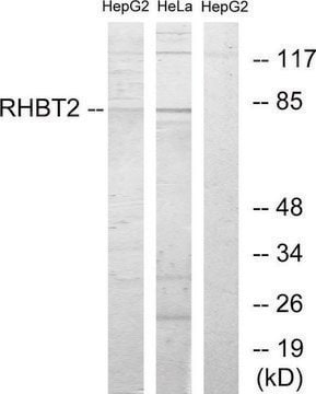 Anti-RHBT2 antibody produced in rabbit affinity isolated antibody