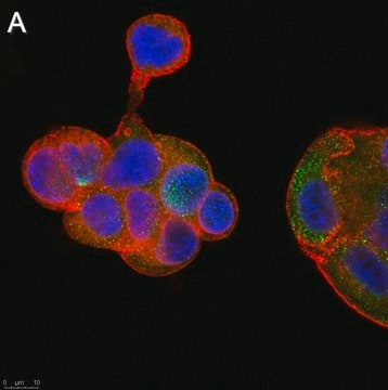 Anti-Flt3 ligand Antibody, clone 5G18 ZooMAb&#174; Rabbit Monoclonal recombinant, expressed in HEK 293 cells