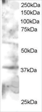 Anti-GRAP2/GRID/ GRF40 antibody produced in goat affinity isolated antibody, buffered aqueous solution