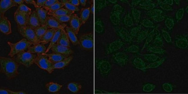 Anti-Connexin 43 Antibody, CT Antibody, clone 1C5.1 Antibody, Alexa Fluor&#8482; 488 Conjugate clone 1C5.1, from mouse, ALEXA FLUOR&#8482; 488