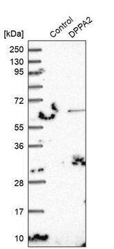 Anti-DPPA2 antibody produced in rabbit Prestige Antibodies&#174; Powered by Atlas Antibodies, affinity isolated antibody, buffered aqueous glycerol solution