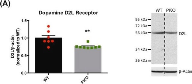 Anticorps anti-récepteur dopaminergique&nbsp;D2, domaine cytoplasmique, forme longue Chemicon&#174;, from rabbit