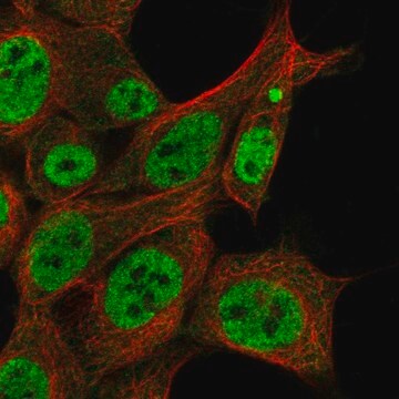 Anti-Zar1L Antibody Produced In Rabbit Prestige Antibodies&#174; Powered by Atlas Antibodies, affinity isolated antibody, buffered aqueous glycerol solution