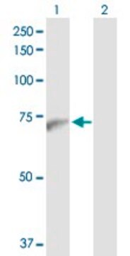 Anti-PWP1 antibody produced in rabbit purified immunoglobulin, buffered aqueous solution