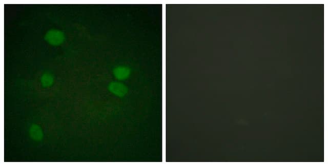 Anti-Histone H3 antibody produced in rabbit affinity isolated antibody