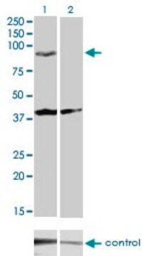 Monoclonal Anti-PCDHGA2 antibody produced in mouse clone 2A7, purified immunoglobulin, buffered aqueous solution