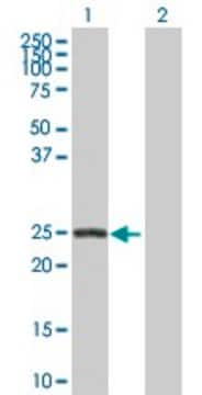 Anti-ARHGDIB antibody produced in rabbit purified immunoglobulin, buffered aqueous solution