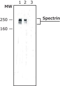 Anti-Spectrin antibody produced in rabbit whole antiserum