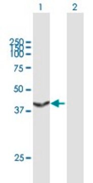 Anti-TALDO1 antibody produced in mouse IgG fraction of antiserum, buffered aqueous solution