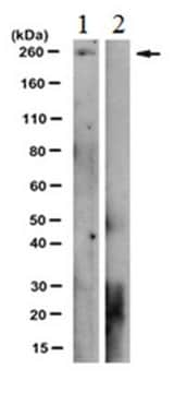 Anti-phospho-RNAPII Antibody (Thr4), clone 1G7 clone 1G7, from rat