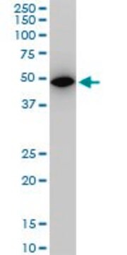 Monoclonal Anti-ALDOA antibody produced in mouse clone 2E6, purified immunoglobulin, buffered aqueous solution