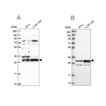 Anti-HAUS1 antibody produced in rabbit Prestige Antibodies&#174; Powered by Atlas Antibodies, affinity isolated antibody, buffered aqueous glycerol solution