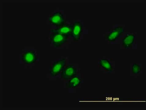 Monoclonal Anti-TESK2 antibody produced in mouse clone 1A8, purified immunoglobulin, buffered aqueous solution