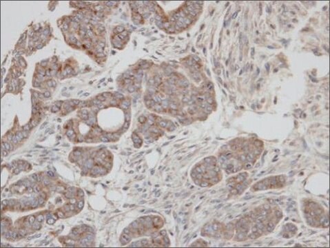 Anti-RAB2A (C-terminal) antibody produced in rabbit affinity isolated antibody, buffered aqueous solution