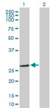 Anti-ZMYND19 antibody produced in mouse purified immunoglobulin, buffered aqueous solution