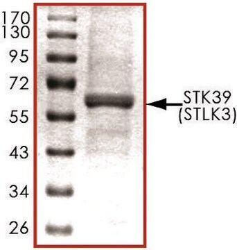 STK39 (STLK3), active, His tagged human PRECISIO&#174;, recombinant, expressed in baculovirus infected Sf9 cells, &#8805;70% (SDS-PAGE), buffered aqueous glycerol solution