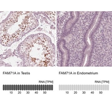 Anti-FAM71A antibody produced in rabbit Prestige Antibodies&#174; Powered by Atlas Antibodies, affinity isolated antibody, buffered aqueous glycerol solution