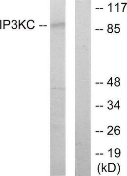 Anti-IP3KC antibody produced in rabbit affinity isolated antibody