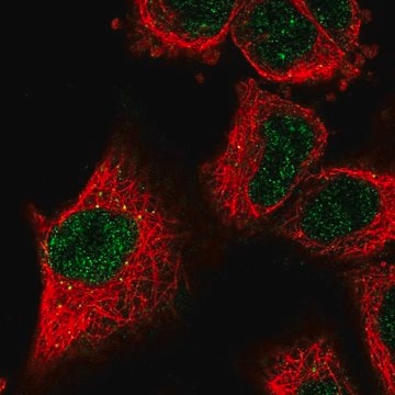 Anti-LOXL2 antibody produced in rabbit Prestige Antibodies&#174; Powered by Atlas Antibodies, affinity isolated antibody