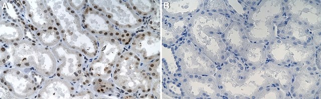 Anti-SAFB Antibody, clone 2N15-L2 ZooMAb&#174; Rabbit Monoclonal recombinant, expressed in HEK 293 cells