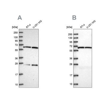 Anti-ACAD9 antibody produced in rabbit Prestige Antibodies&#174; Powered by Atlas Antibodies, affinity isolated antibody