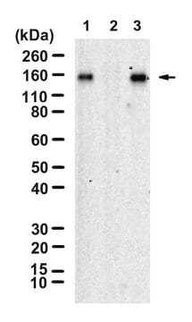 Anti-p-LATS1 (Thr1079) Antibody, clone 2D2 ZooMAb&#174; Rabbit Monoclonal recombinant, expressed in HEK 293 cells