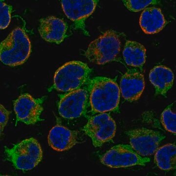 Anti-Arhgef6 Antibody Produced In Rabbit Prestige Antibodies&#174; Powered by Atlas Antibodies, affinity isolated antibody, buffered aqueous glycerol solution