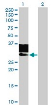 Anti-GNPTG, (C-terminal) antibody produced in mouse purified immunoglobulin, buffered aqueous solution