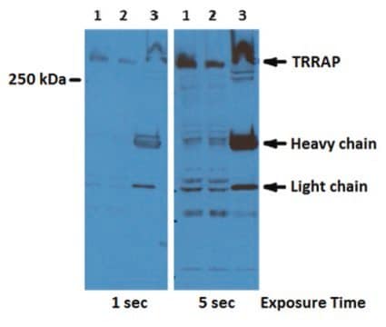 Anti-TRRAP Antibody, clone 2TRR-1B3 ascites fluid, clone 2TRR-1B3, from mouse