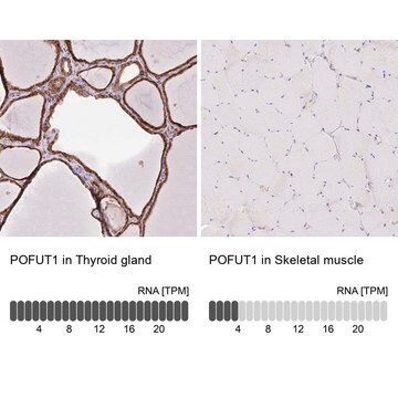 Anti-POFUT1 antibody produced in rabbit Prestige Antibodies&#174; Powered by Atlas Antibodies, affinity isolated antibody, buffered aqueous glycerol solution