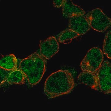 Anti-Znf302 Antibody Produced In Rabbit Prestige Antibodies&#174; Powered by Atlas Antibodies, affinity isolated antibody, buffered aqueous glycerol solution