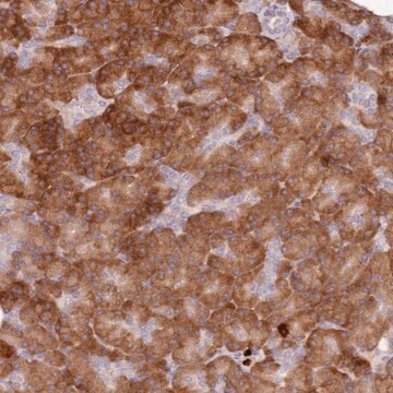 Anti-PRSS42 antibody produced in rabbit Prestige Antibodies&#174; Powered by Atlas Antibodies, affinity isolated antibody, buffered aqueous glycerol solution