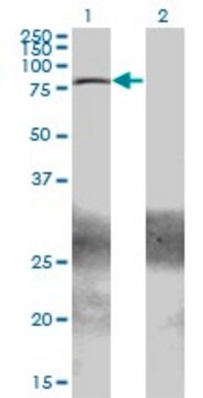 Monoclonal Anti-ZBTB33, (C-terminal) antibody produced in mouse clone 2B2, ascites fluid