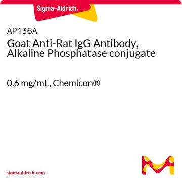 Goat Anti-Rat IgG Antibody, Alkaline Phosphatase conjugate 0.6&#160;mg/mL, Chemicon&#174;