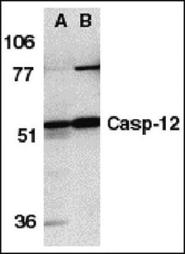 Anti-Caspase 12 Antibody, NT Chemicon&#174;, from rabbit