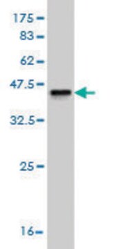 Monoclonal Anti-SHBG antibody produced in mouse clone 5E6, purified immunoglobulin, buffered aqueous solution