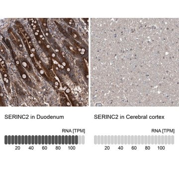 Anti-SERINC2 antibody produced in rabbit Prestige Antibodies&#174; Powered by Atlas Antibodies, affinity isolated antibody, buffered aqueous glycerol solution