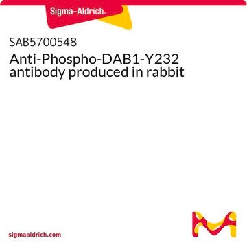 Anti-Phospho-DAB1-Y232 antibody produced in rabbit