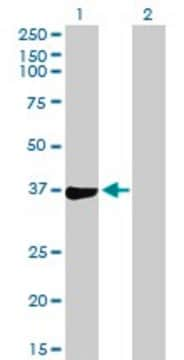 Anti-PHF11 antibody produced in mouse purified immunoglobulin, buffered aqueous solution