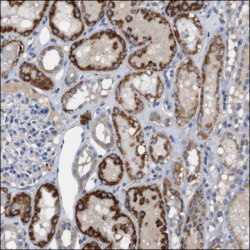 Anti-ERN2 antibody produced in rabbit Prestige Antibodies&#174; Powered by Atlas Antibodies, affinity isolated antibody, buffered aqueous glycerol solution